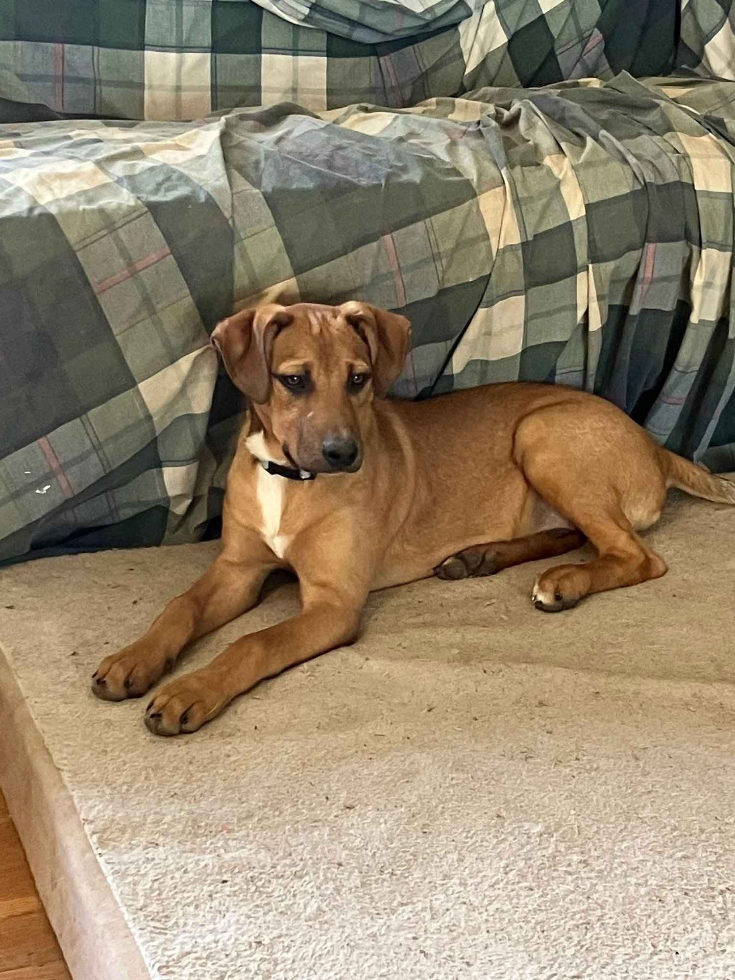 Green Bean - Photo 16