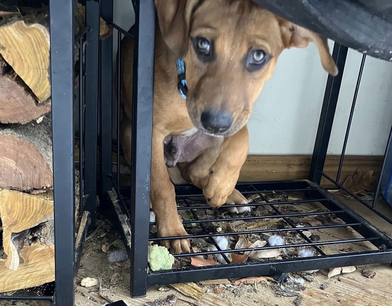 Green Bean - Photo 18