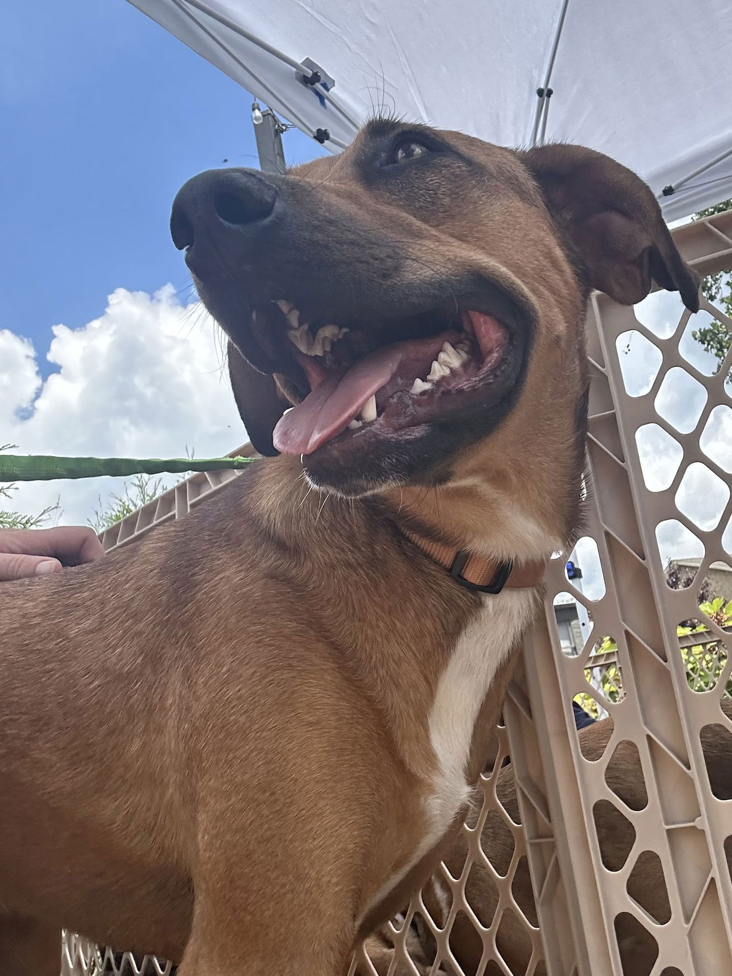 Green Bean - Photo 3