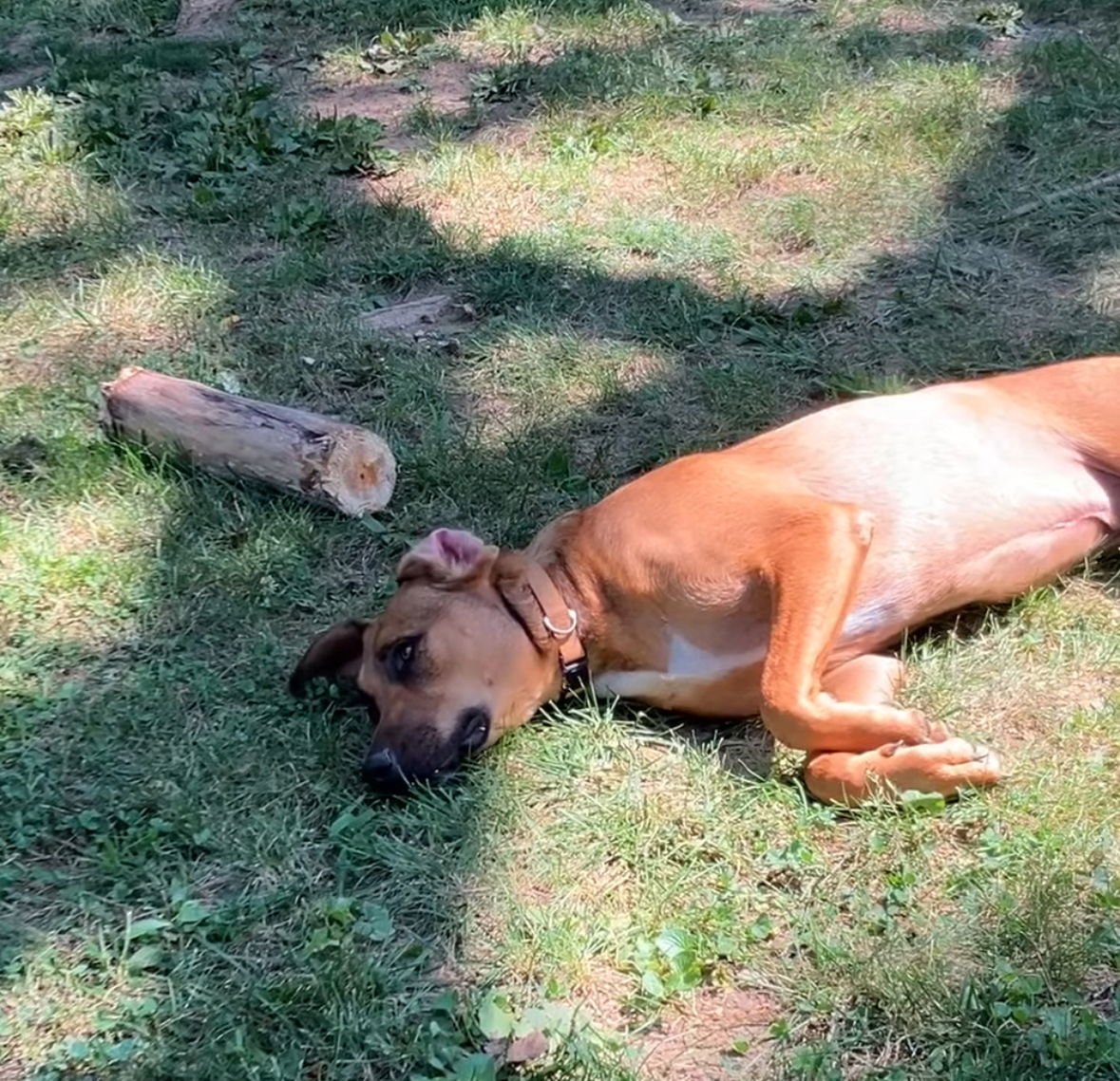 Green Bean - Photo 4