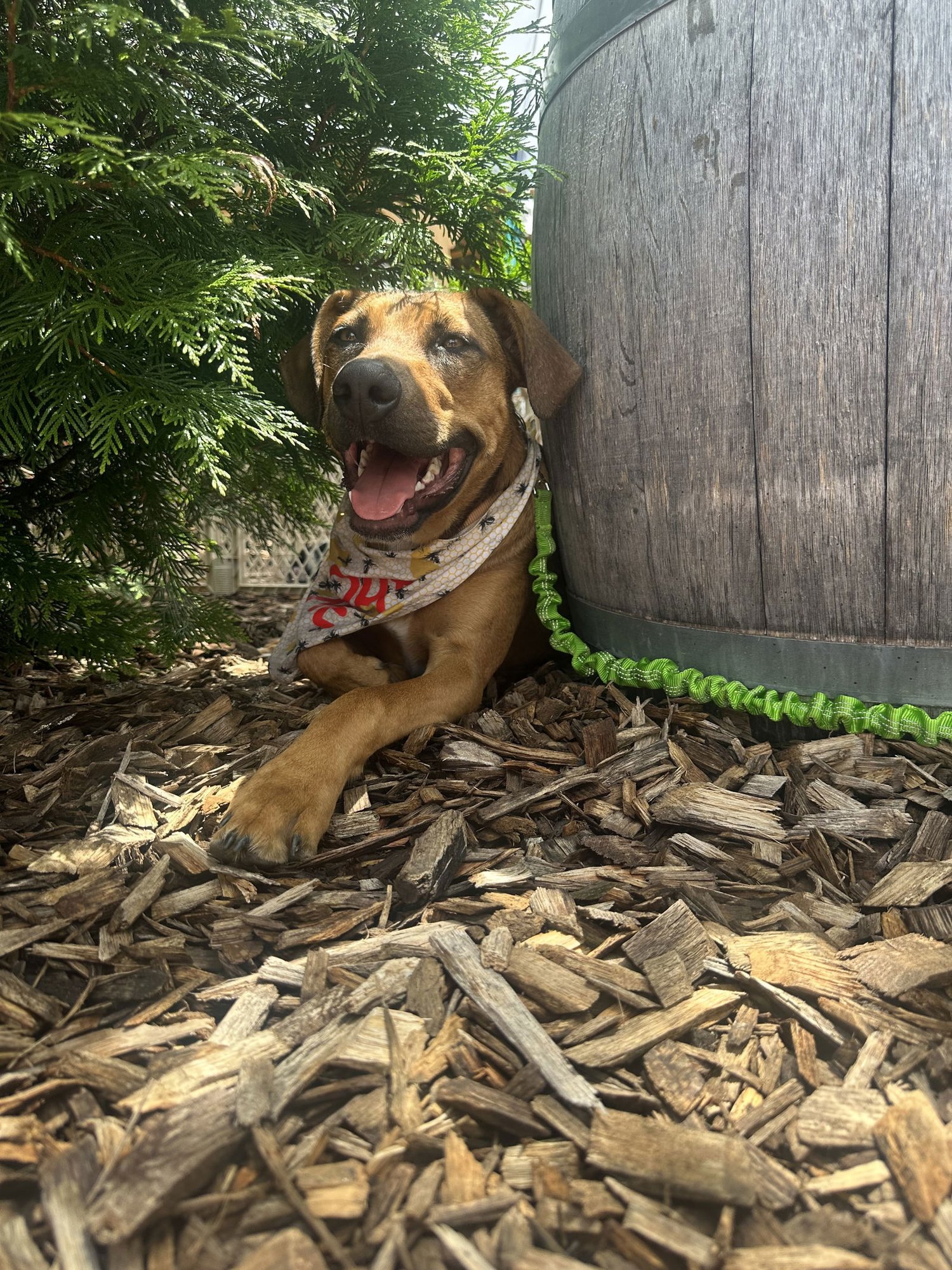 Green Bean - Photo 6