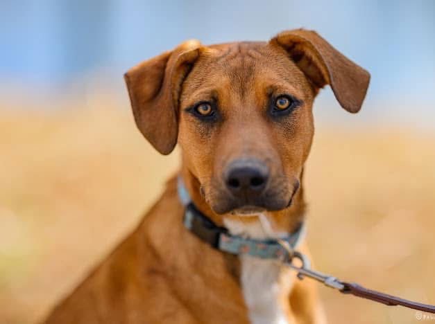 Green Bean - Photo 8