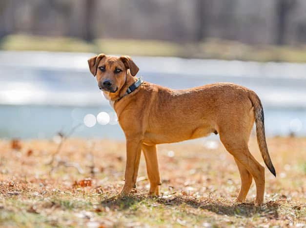 Green Bean - Photo 9