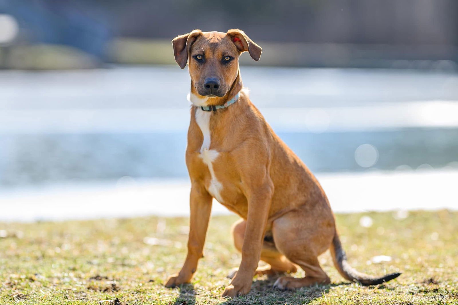 Green Bean - Photo 10