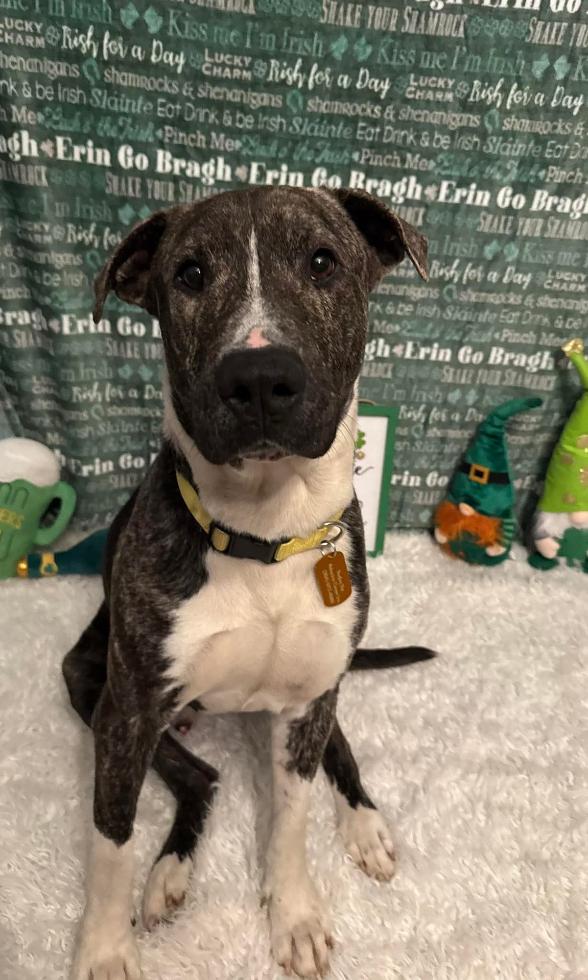 EARL GREYER - American Pit Bull Terrier / Hound available for adoption