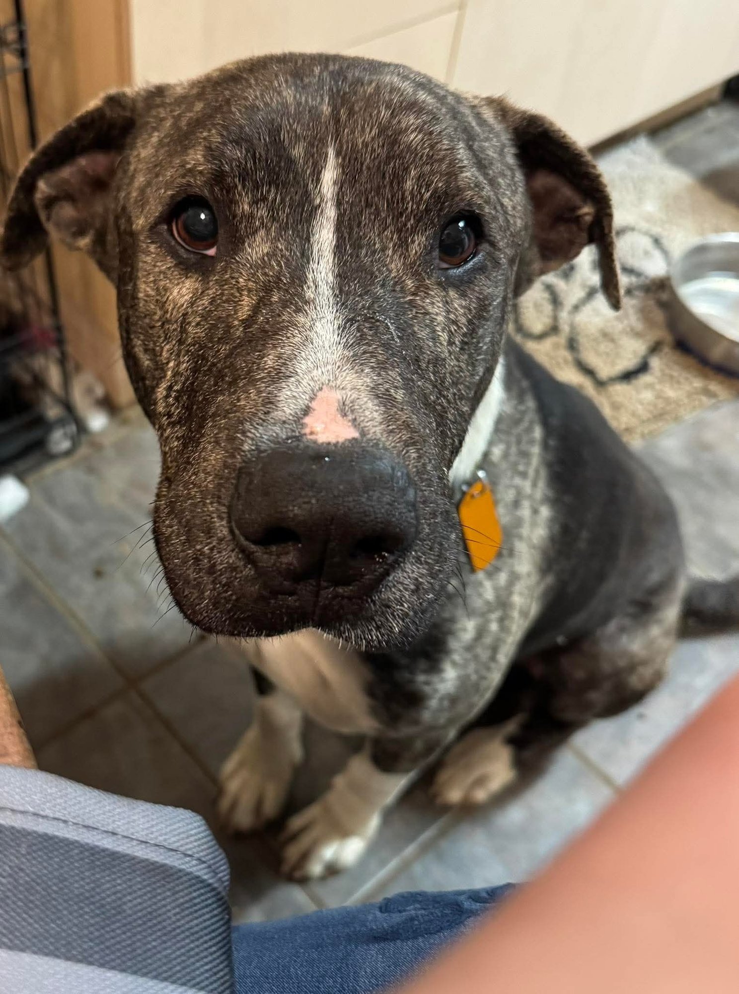 EARL GREYER - American Pit Bull Terrier / Hound available for adoption