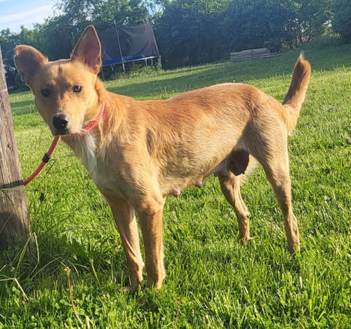 MATTEL - Golden Retriever / Australian Kelpie available for adoption