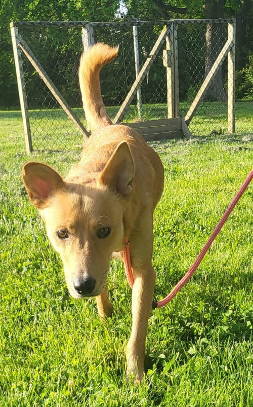 MATTEL - Golden Retriever / Australian Kelpie available for adoption