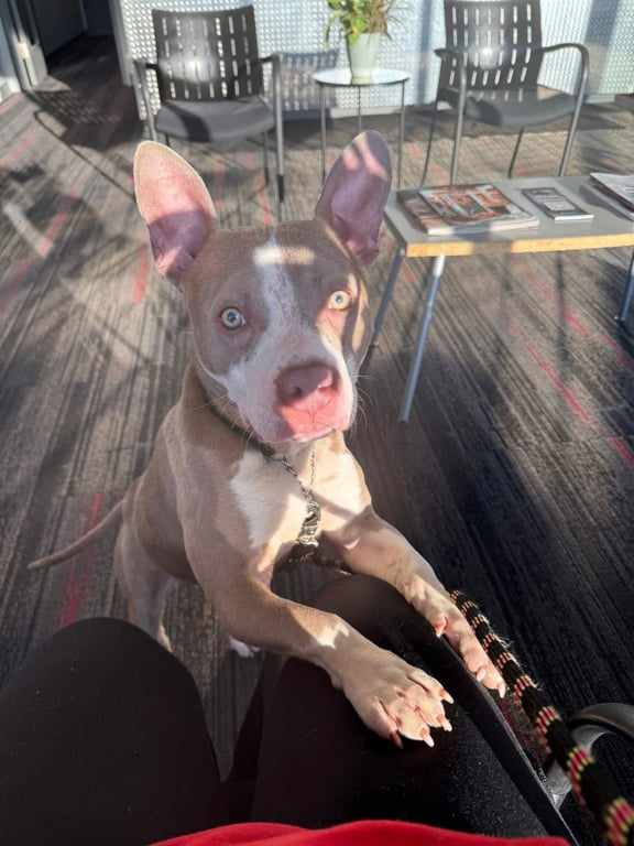 Ears McGee Image