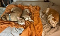 Ears McGee - Photo 2