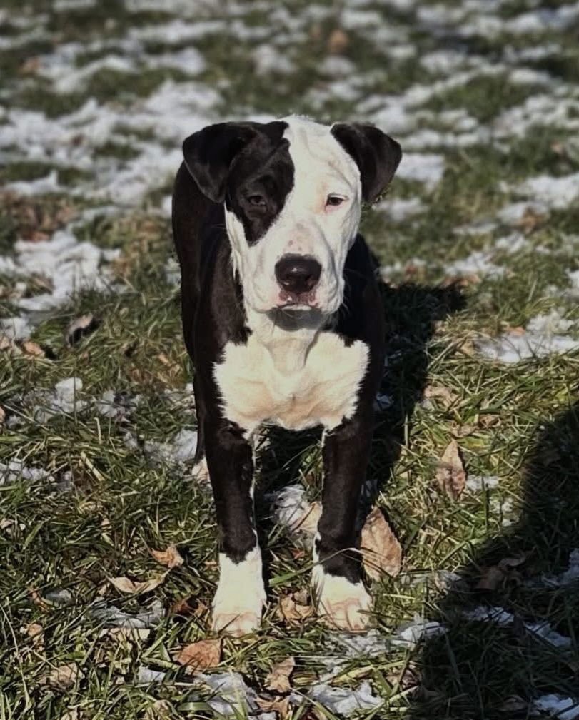 MARITIME PINE - American Pit Bull Terrier available for adoption