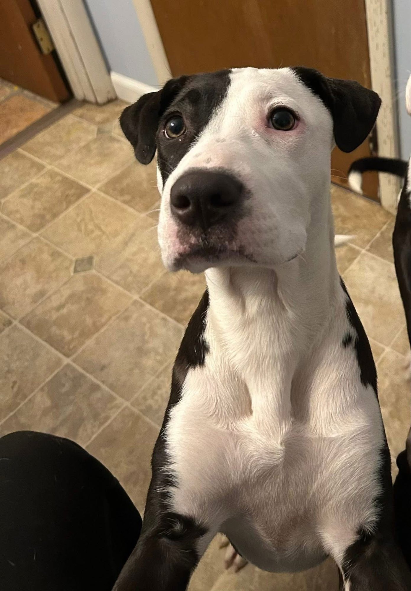 MARITIME PINE - American Pit Bull Terrier available for adoption