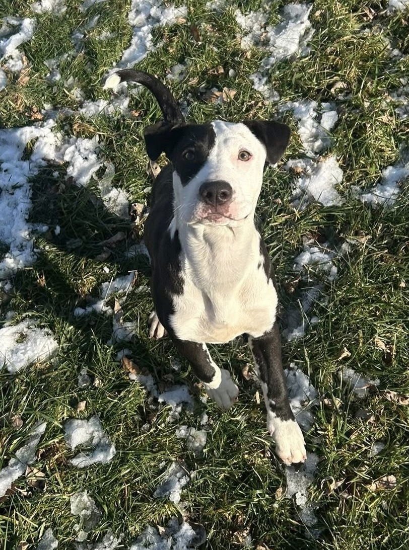 Maritime Pine - Photo 3