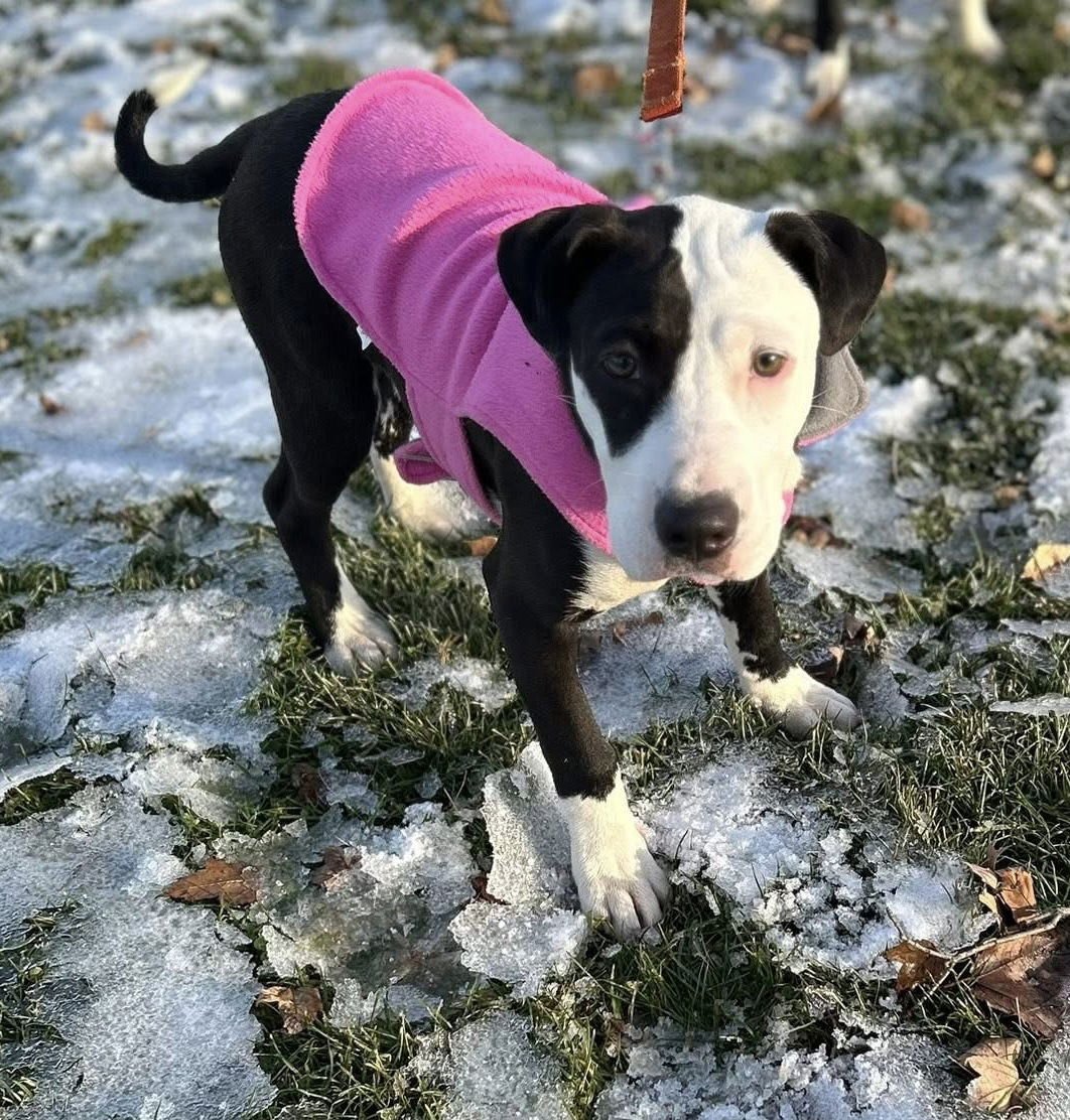 Maritime Pine - Photo 4