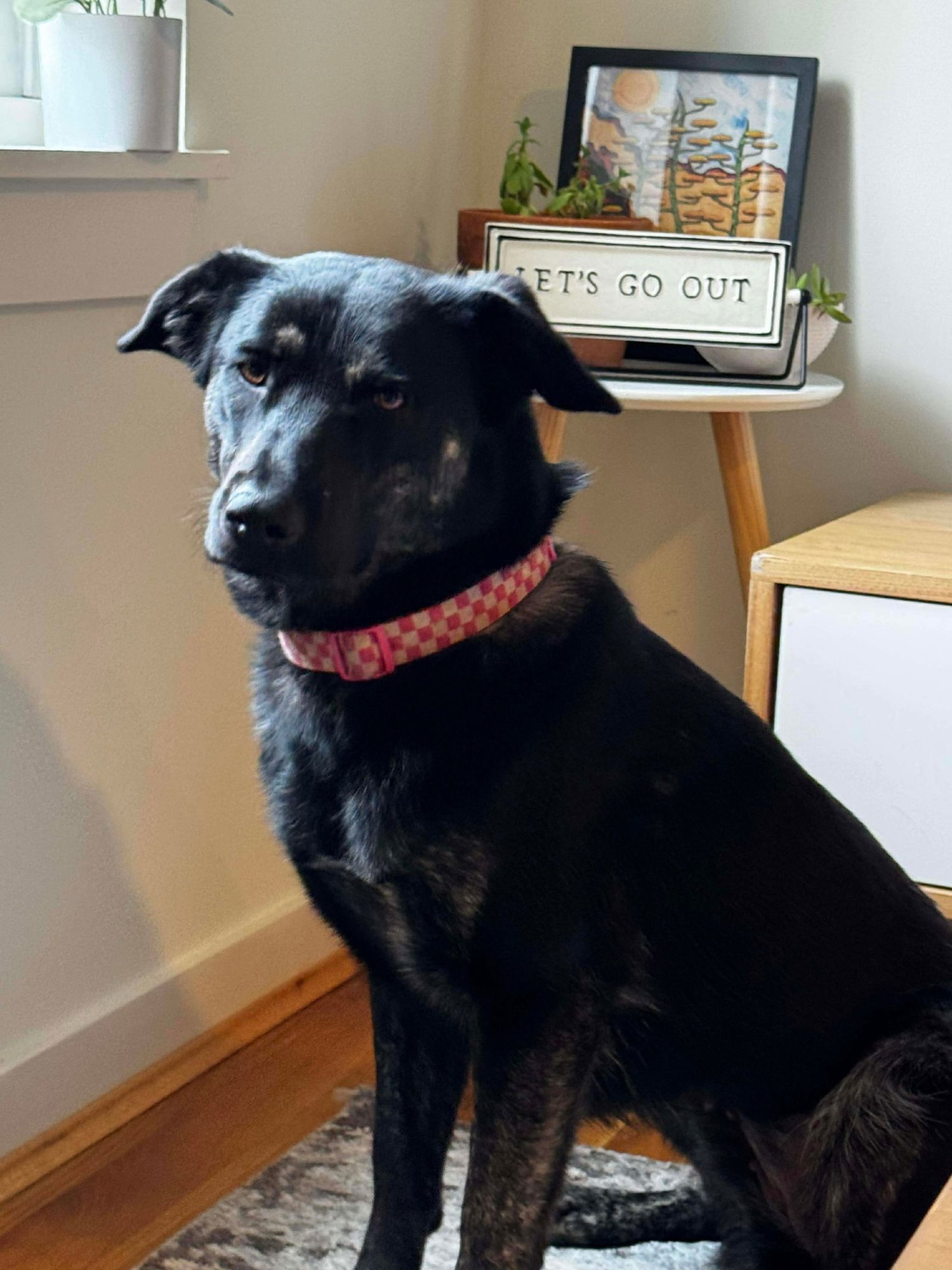 AIRA - German Shepherd Dog available for adoption