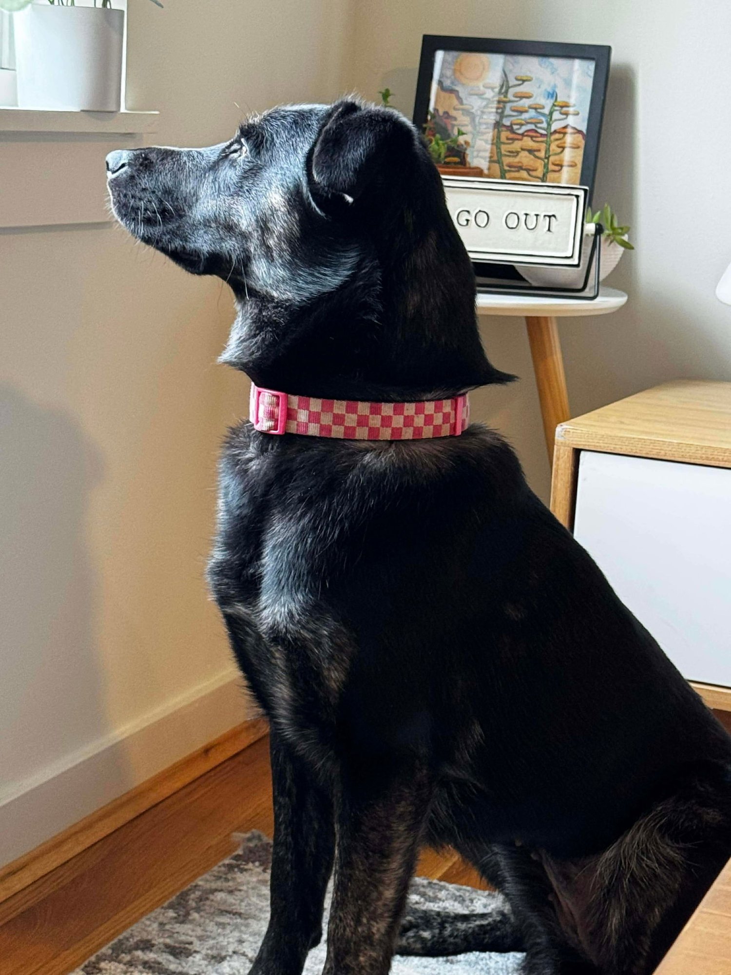 AIRA - German Shepherd Dog available for adoption