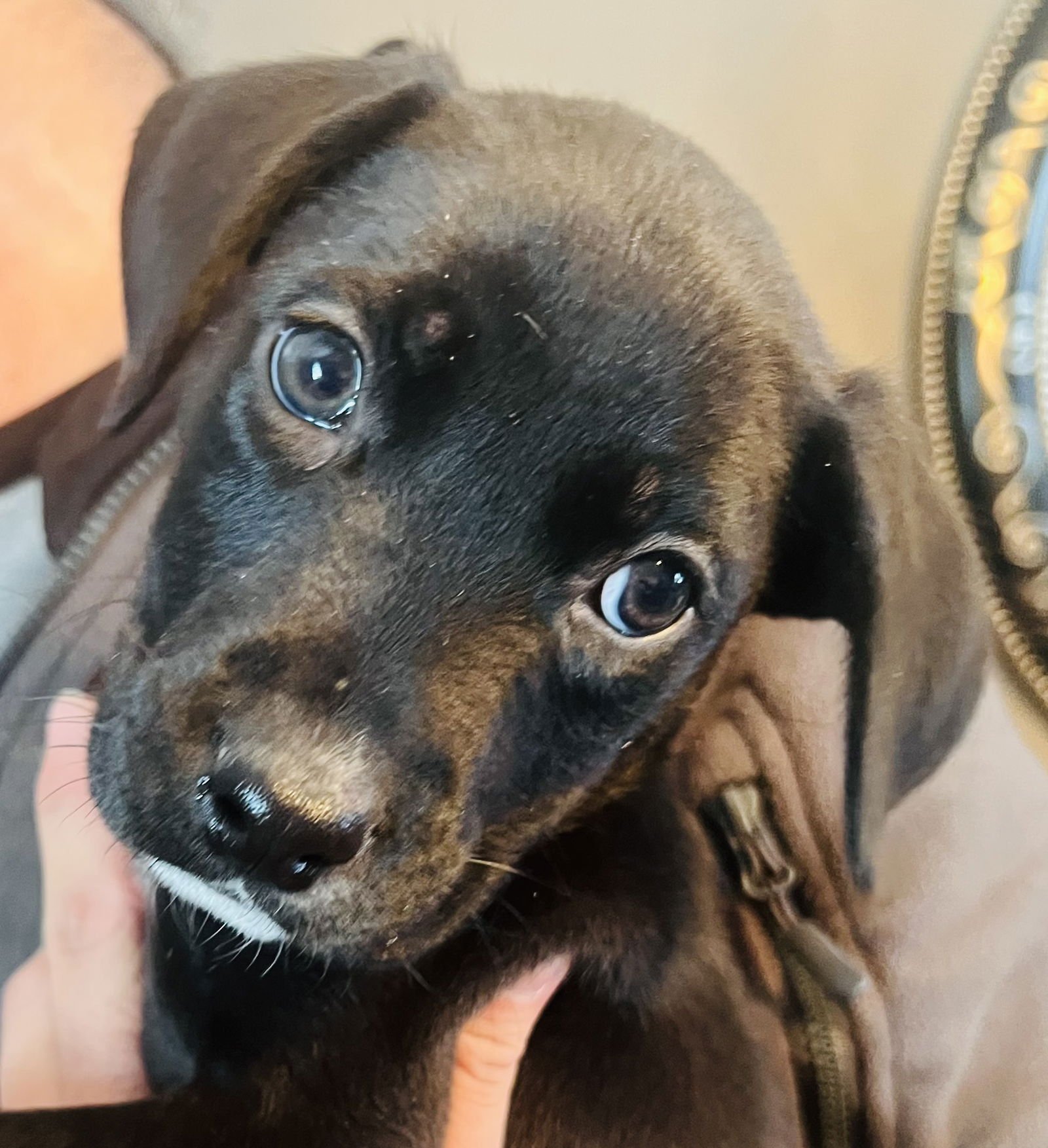 MORPHIOUS - Labrador Retriever available for adoption