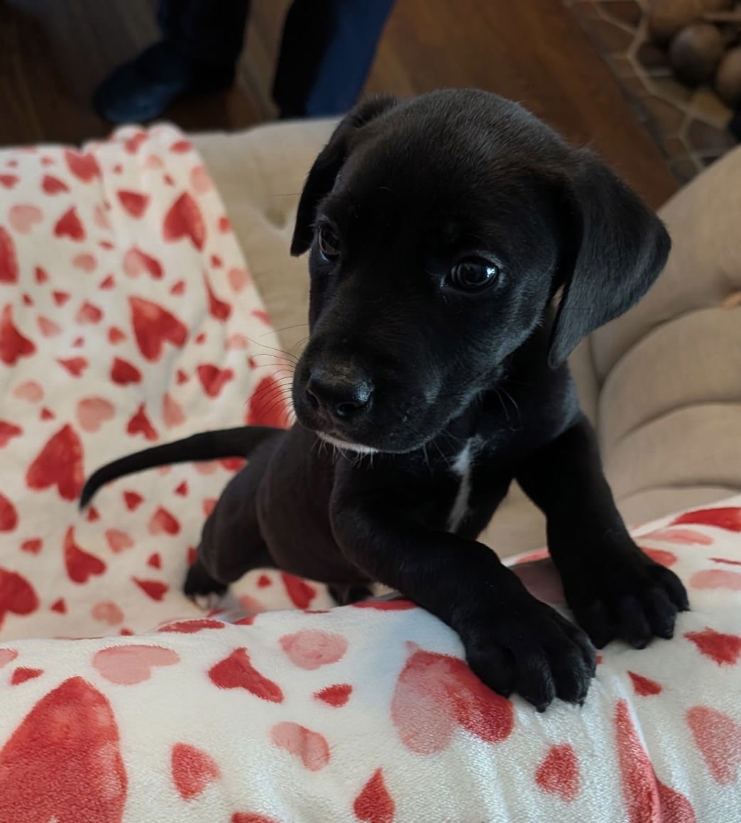 MORPHIOUS - Labrador Retriever available for adoption