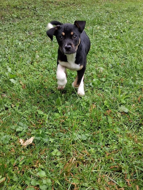 TALA - Labrador Retriever / American Pit Bull Terrier available for adoption