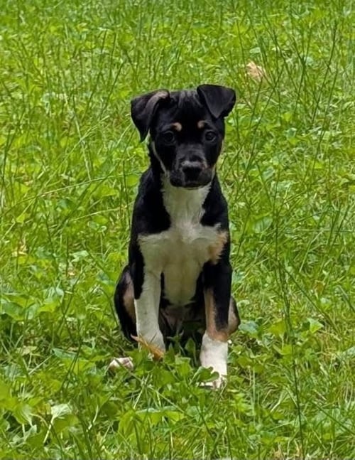 TALA - Labrador Retriever / American Pit Bull Terrier available for adoption