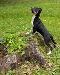 Tala - Photo 3