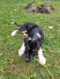 Tala - Photo 4