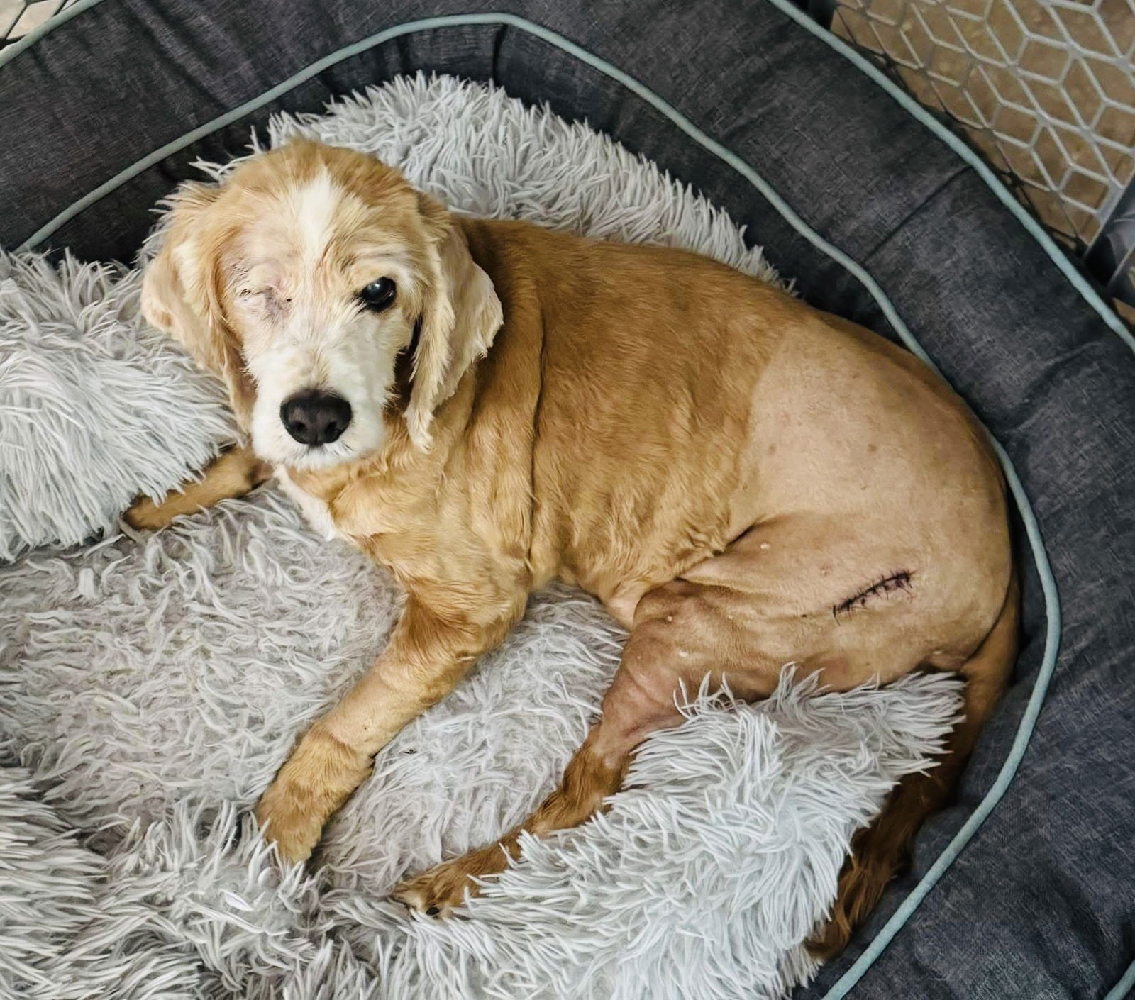 CHESTNUT - Cocker Spaniel available for adoption