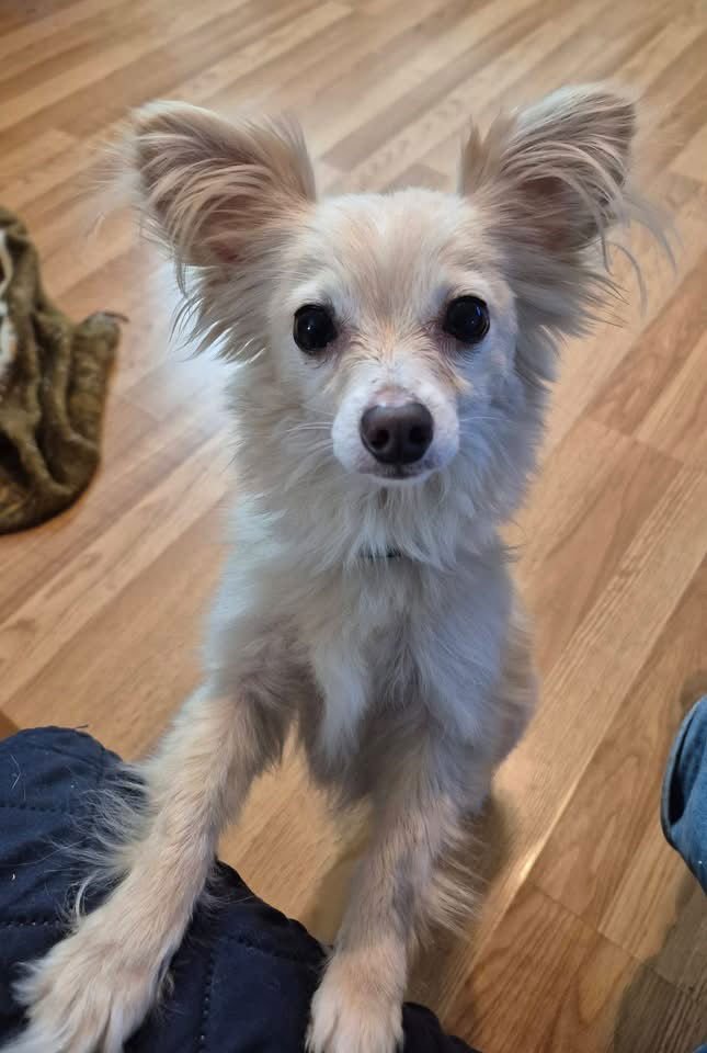 LITTLES - Chihuahua available for adoption