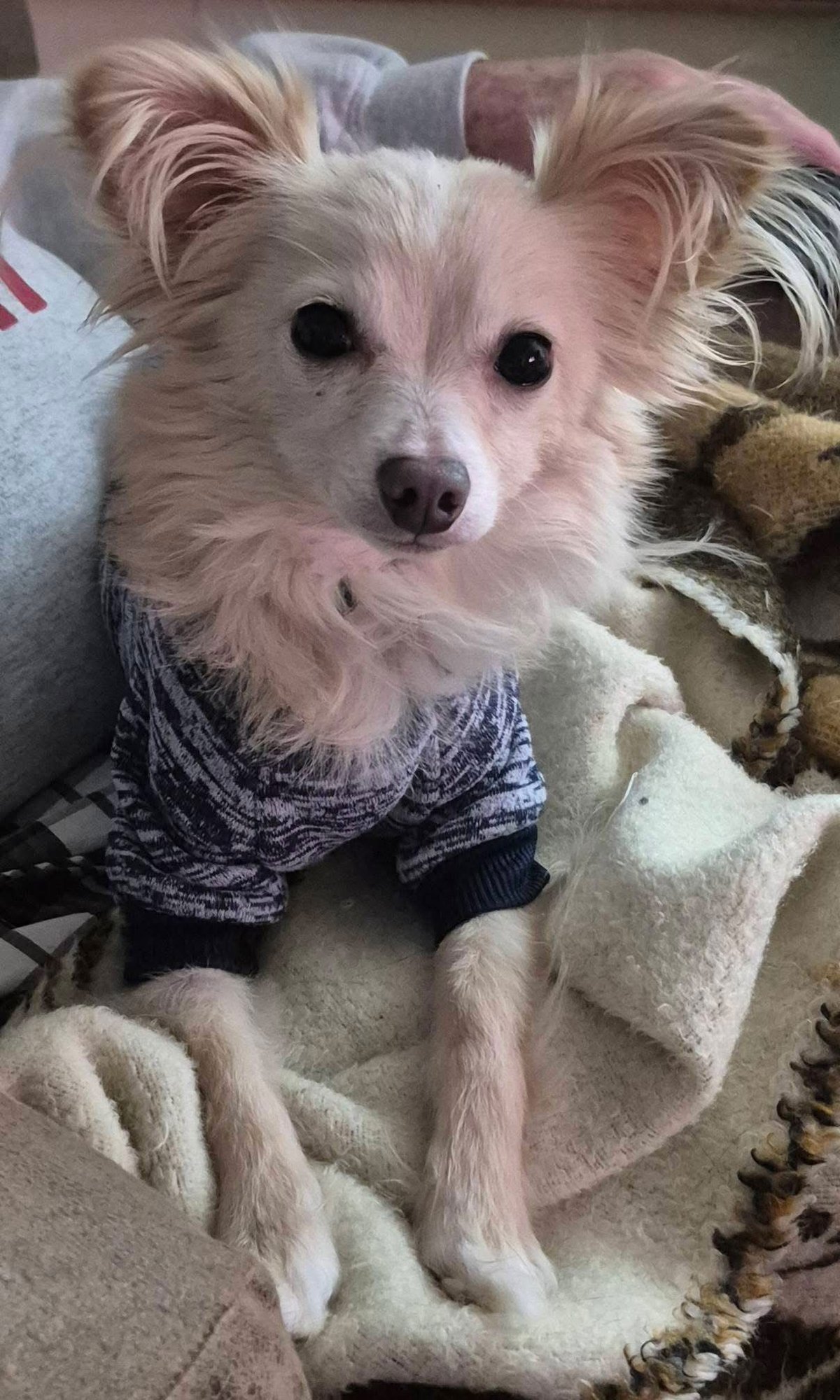 LITTLES - Chihuahua available for adoption