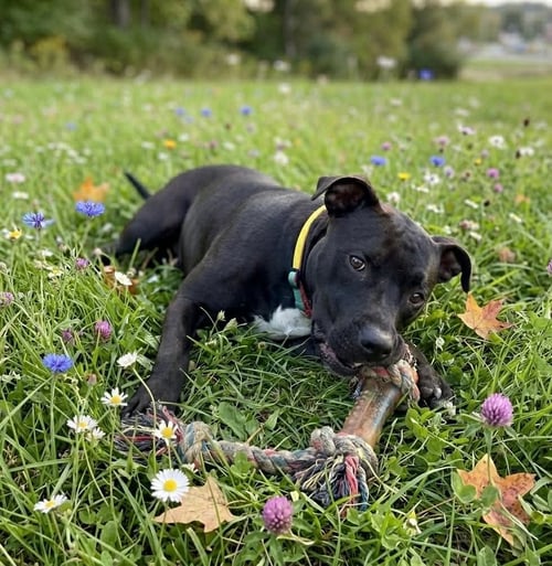 BELLISIMA - American Pit Bull Terrier available for adoption