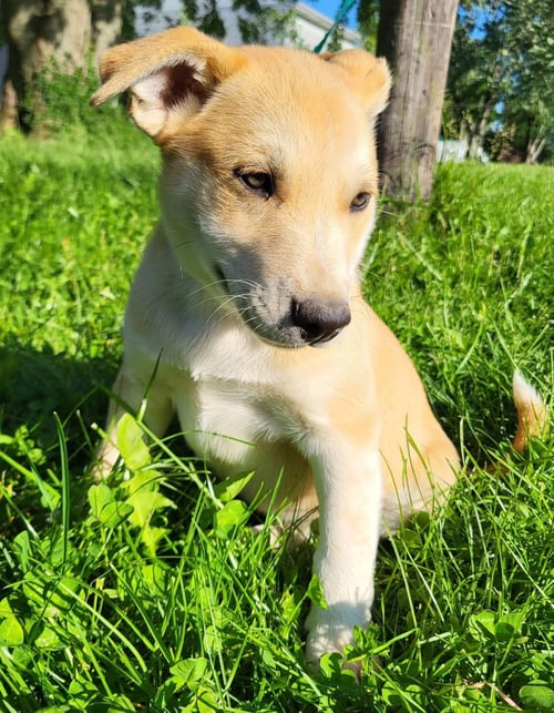 HUNGRY HIPPO - Husky / Golden Retriever available for adoption