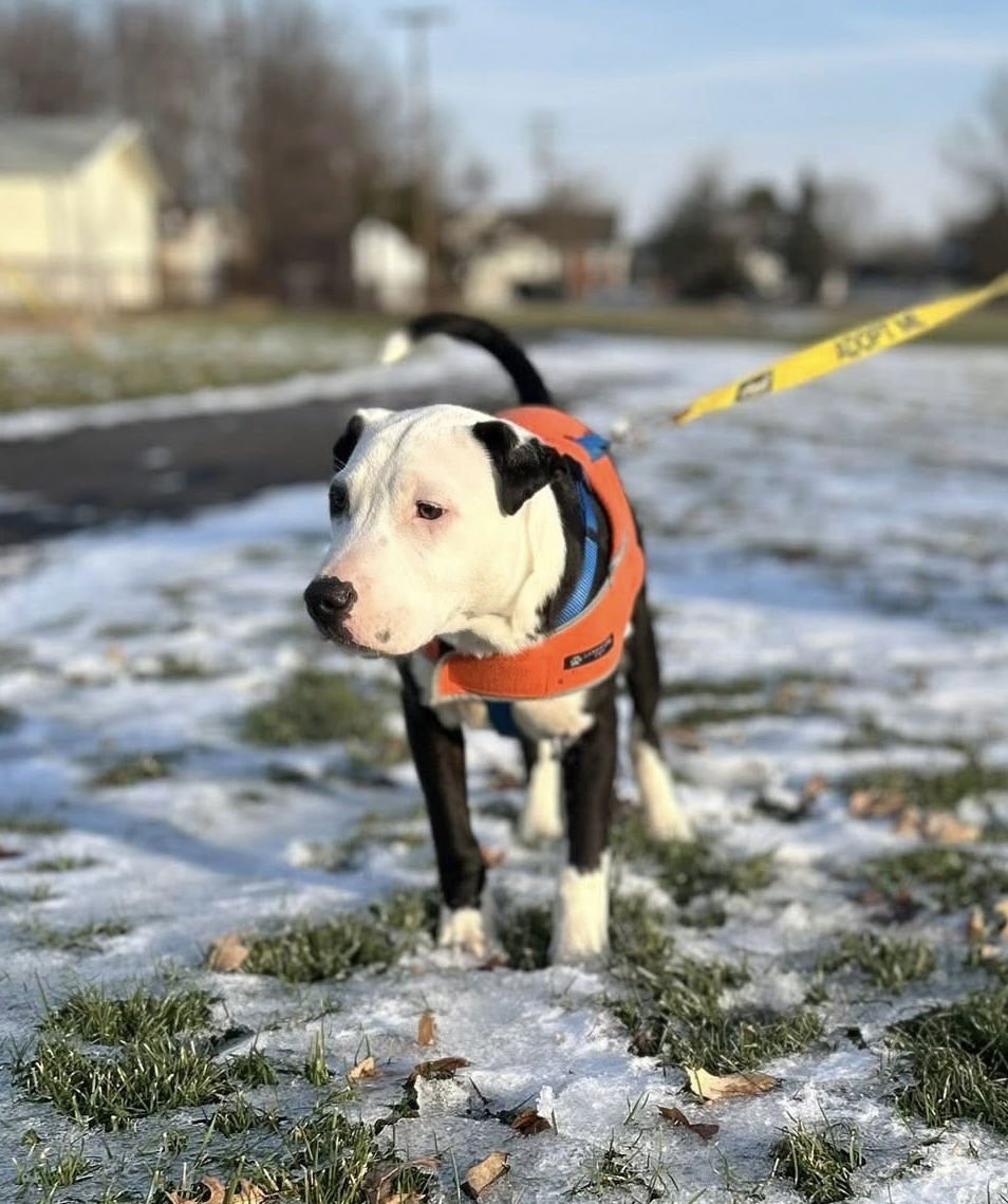 ALEPPO PINE - American Pit Bull Terrier available for adoption