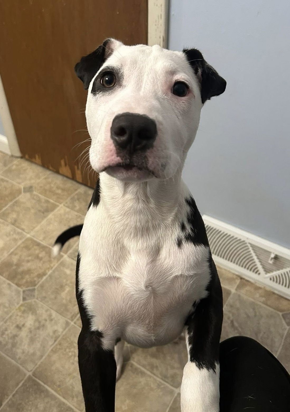 Aleppo Pine - Photo 3