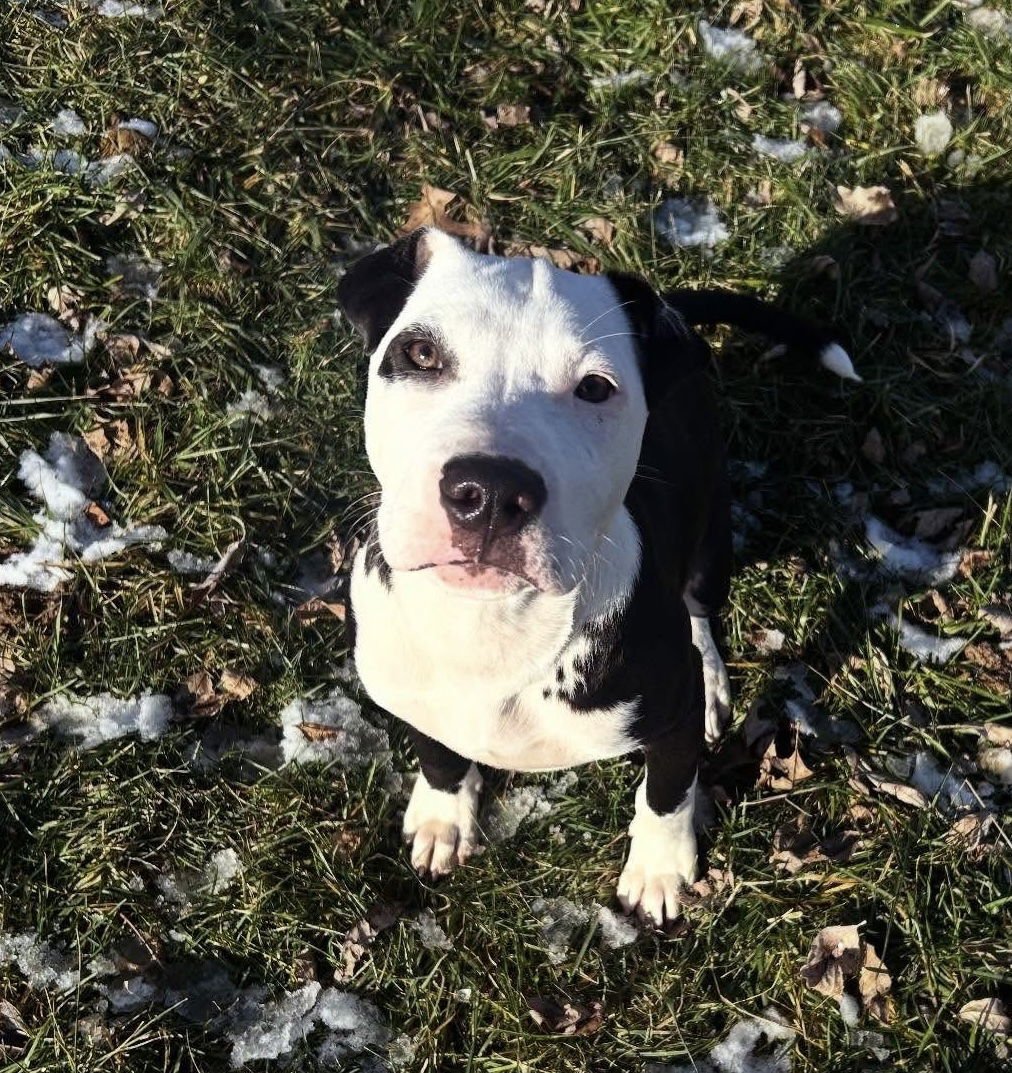 Aleppo Pine - Photo 4