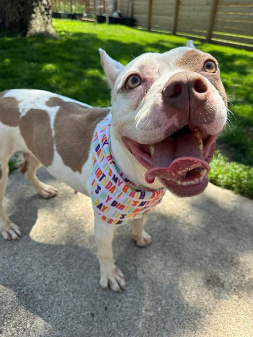 MISS PIGGIE - American Pit Bull Terrier / French Bulldog available for adoption