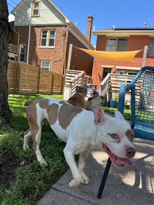 MISS PIGGIE - American Pit Bull Terrier / French Bulldog available for adoption