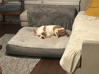 Miss Piggie - Photo 4