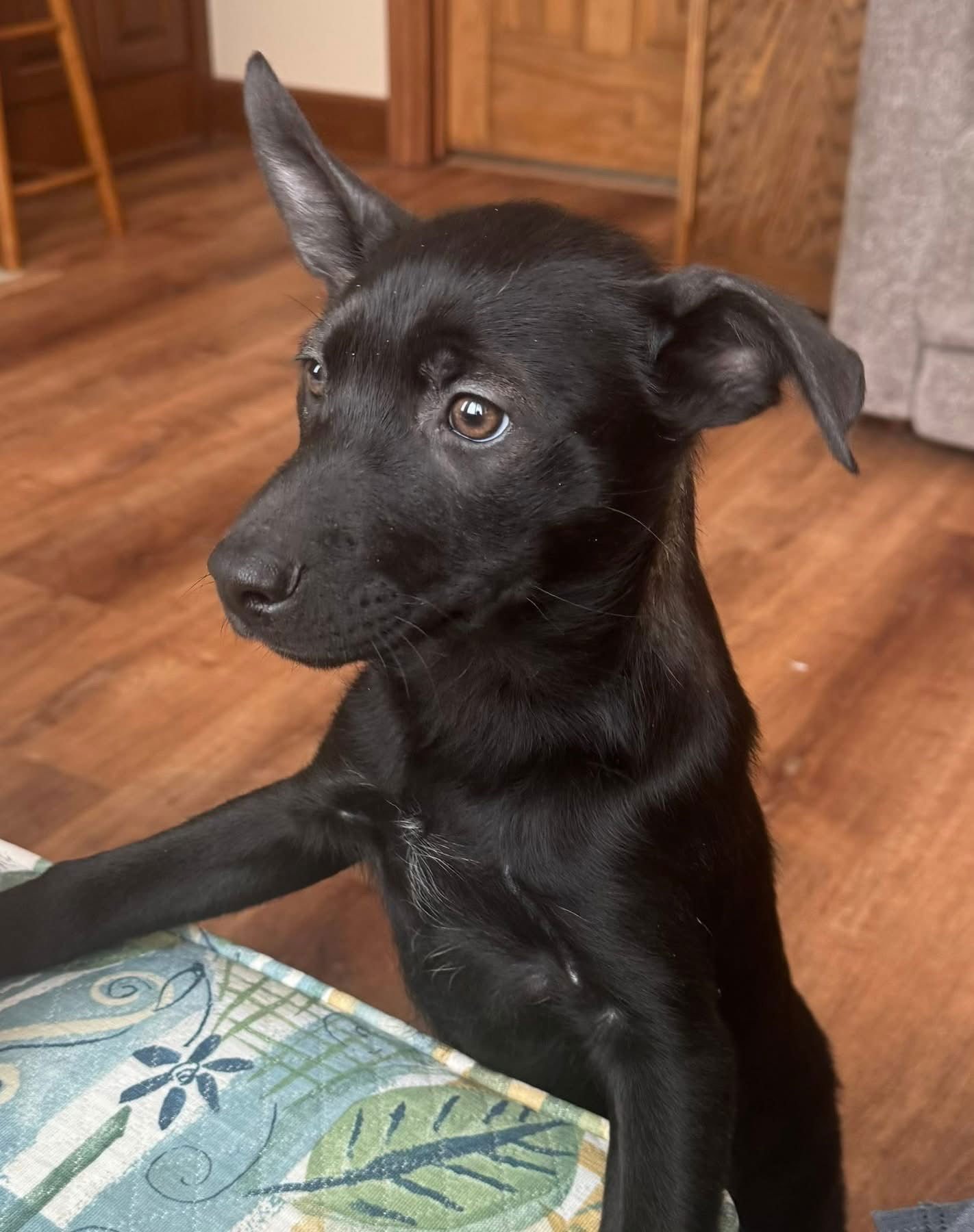 PAPRIKA - Labrador Retriever / Shepherd available for adoption