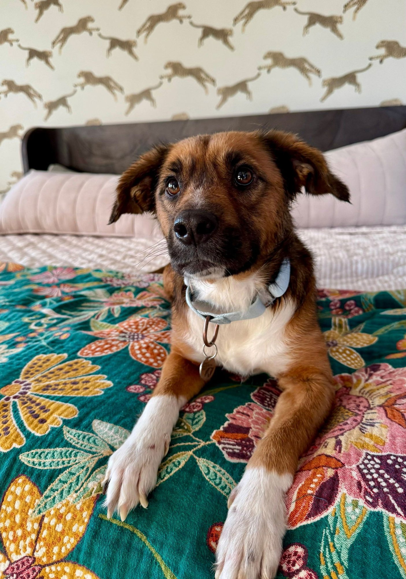 DAISA - Beagle available for adoption