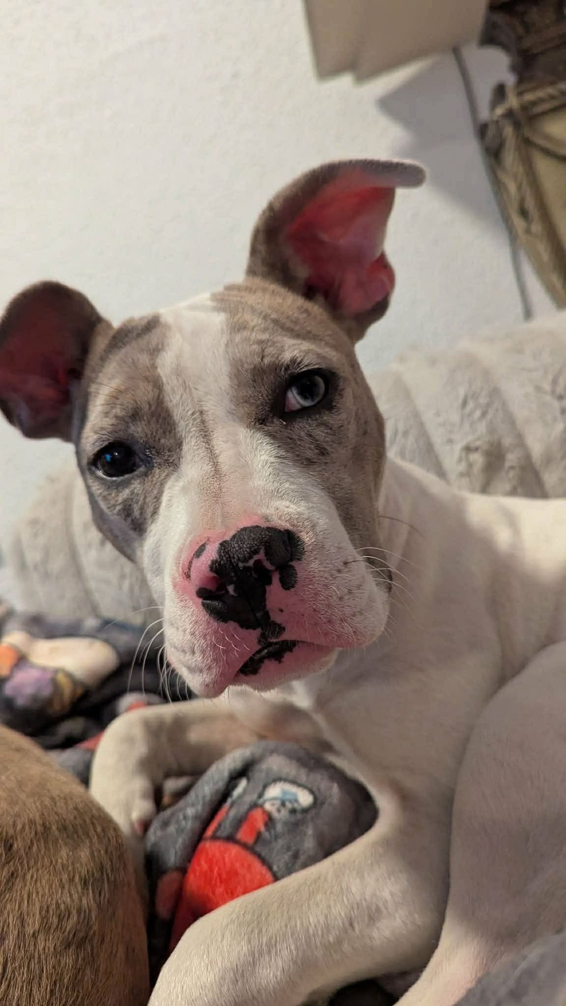 SAMARA - American Pit Bull Terrier available for adoption