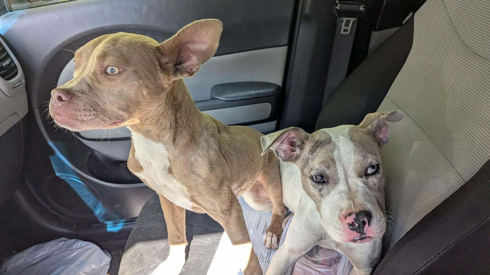 SAMARA - American Pit Bull Terrier available for adoption