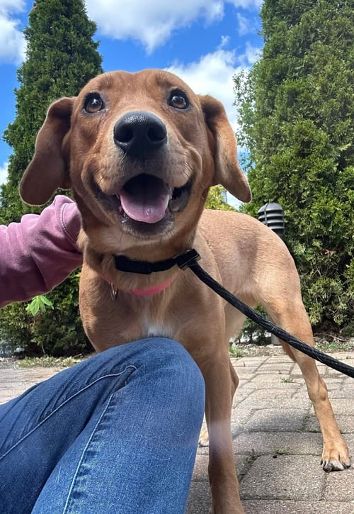 STAR DANCER - Hound available for adoption