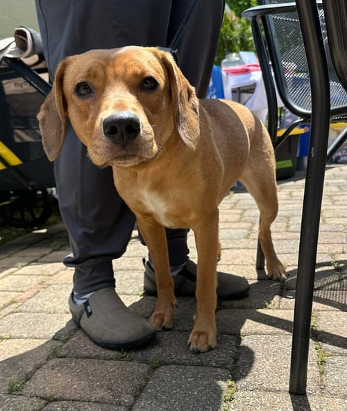 STAR DANCER - Hound available for adoption