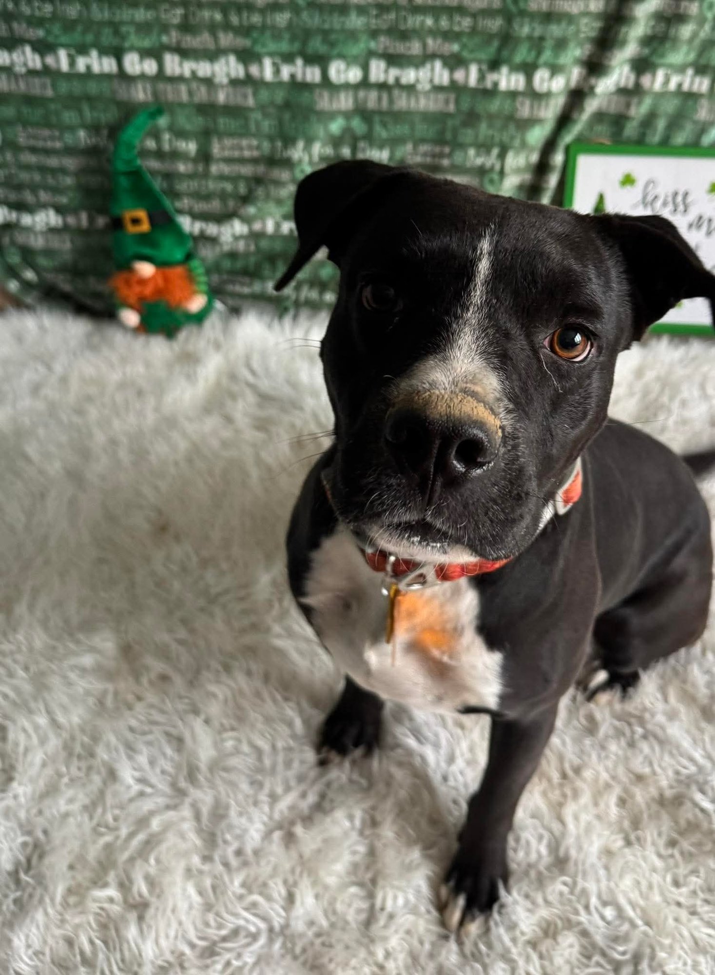 DAMASCUS - American Pit Bull Terrier available for adoption