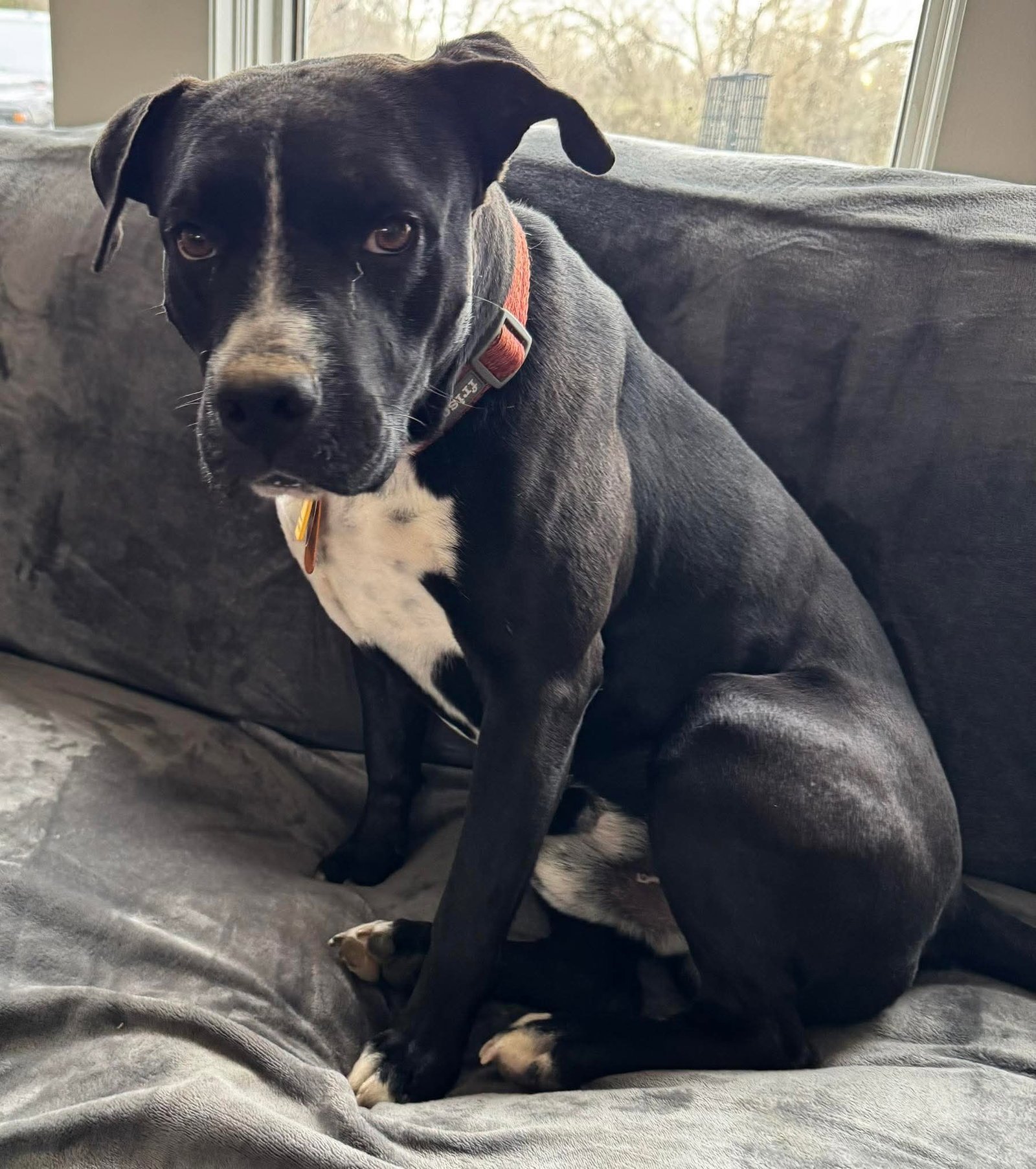 DAMASCUS - American Pit Bull Terrier available for adoption