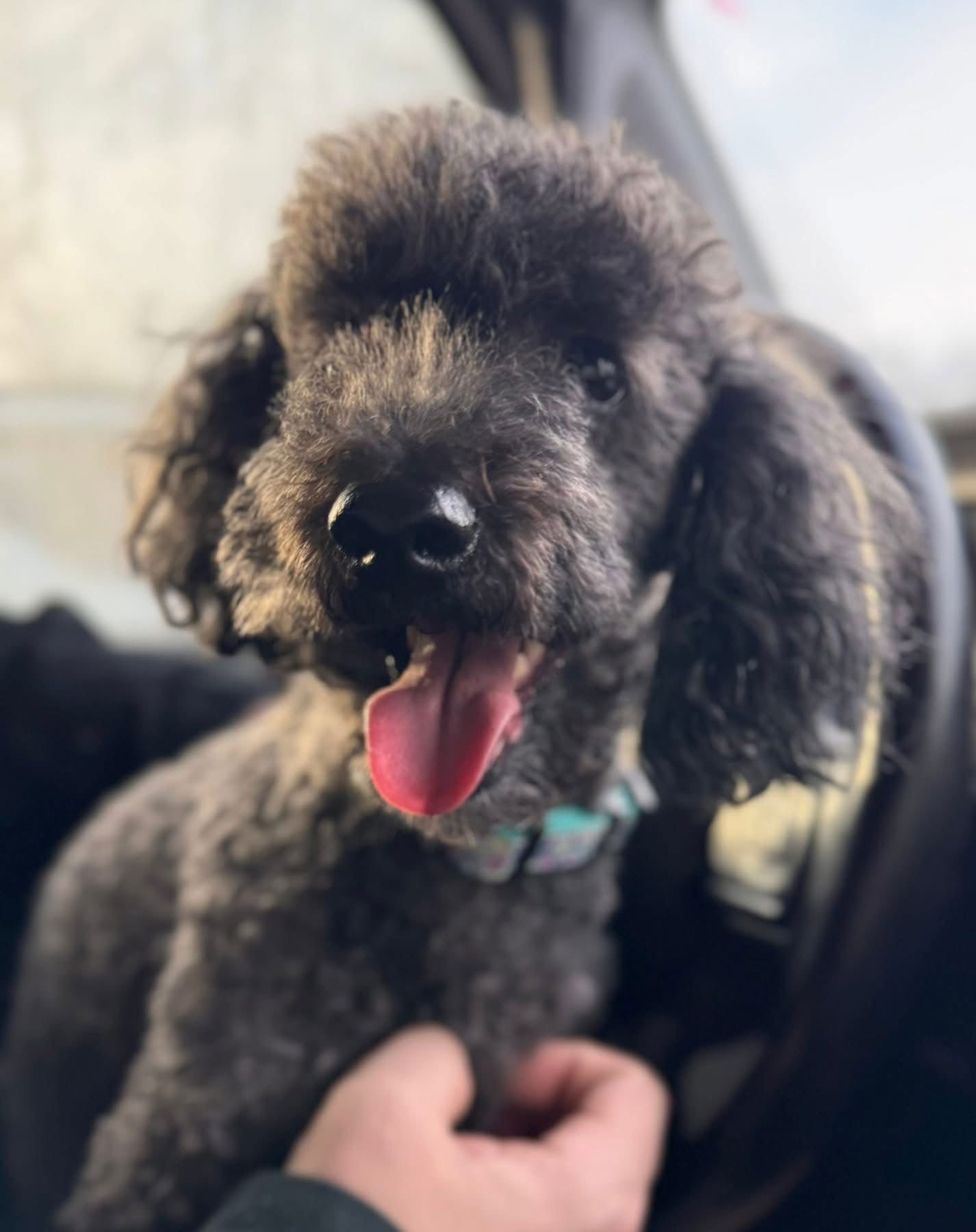 PRINCESS JASMINE & FOZZIE BEAR - Bichon Frise / Chihuahua available for adoption
