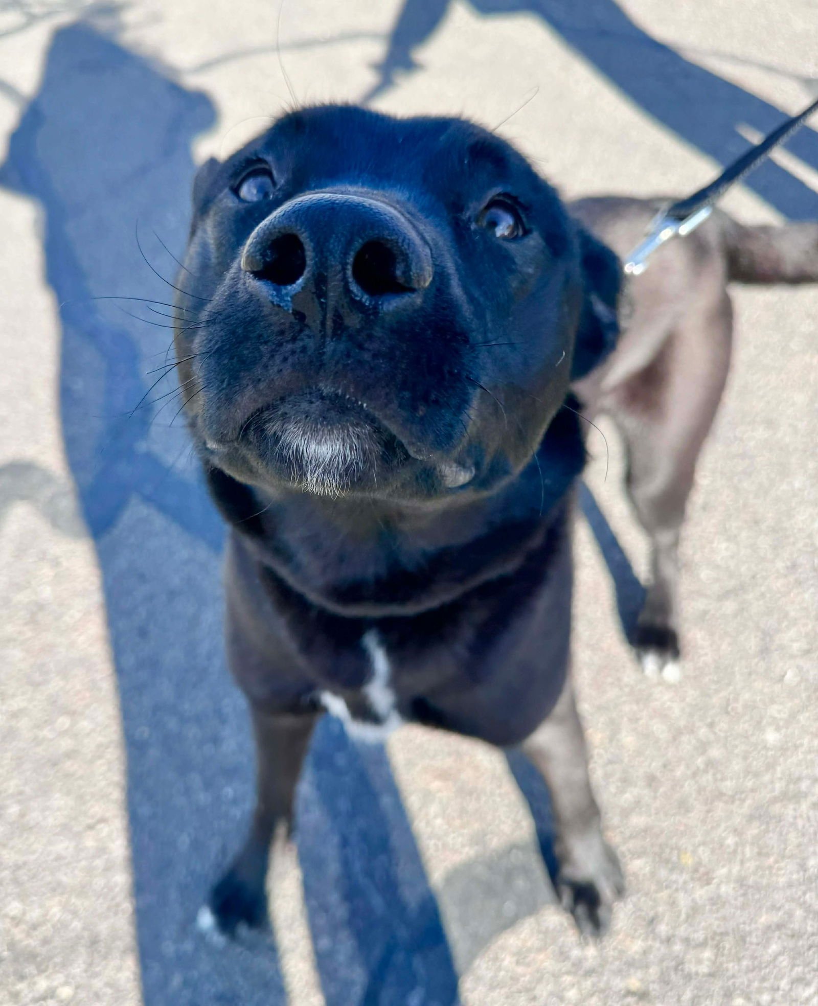 GUINNESS - Black Labrador Retriever available for adoption