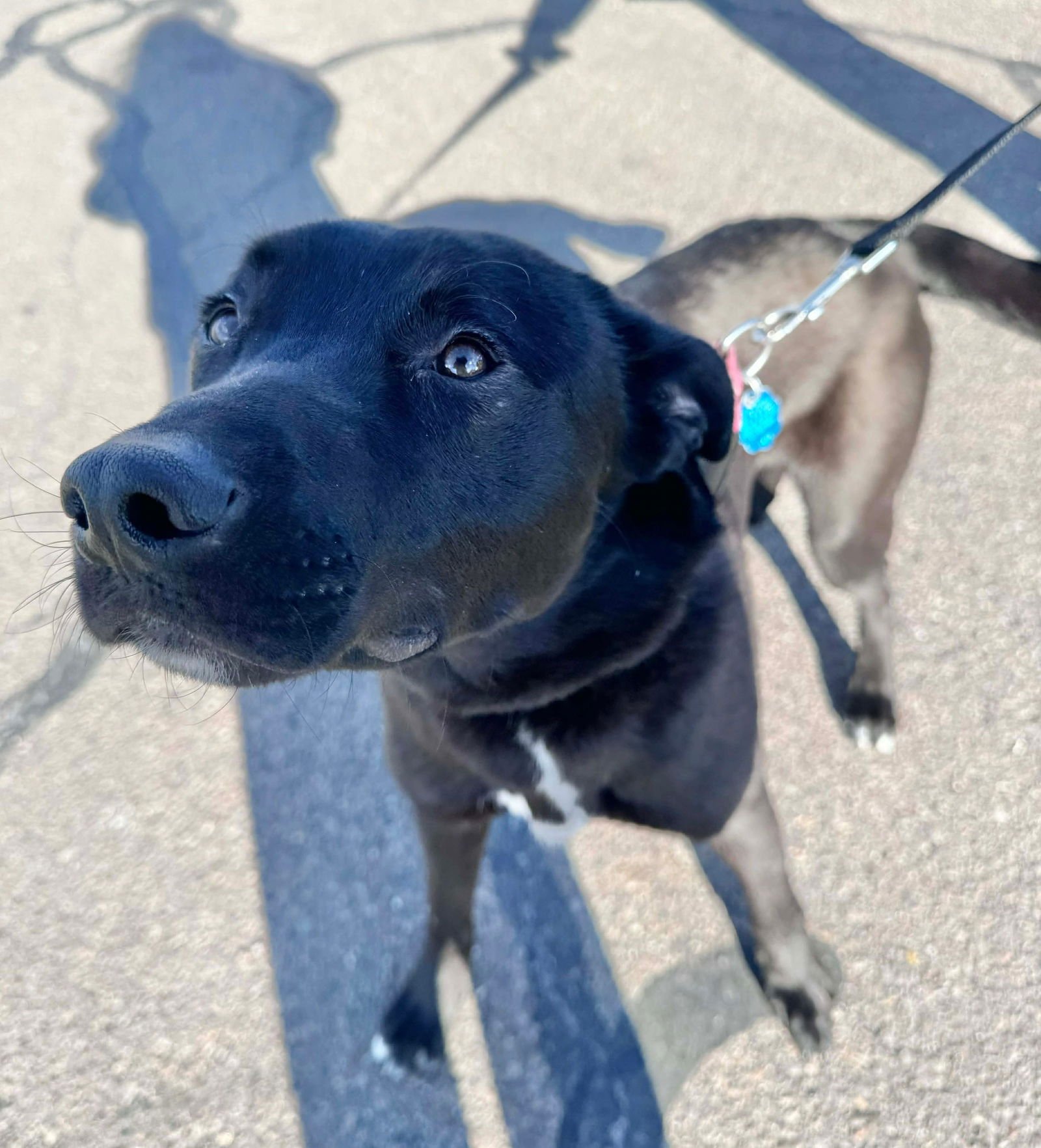 GUINNESS - Black Labrador Retriever available for adoption