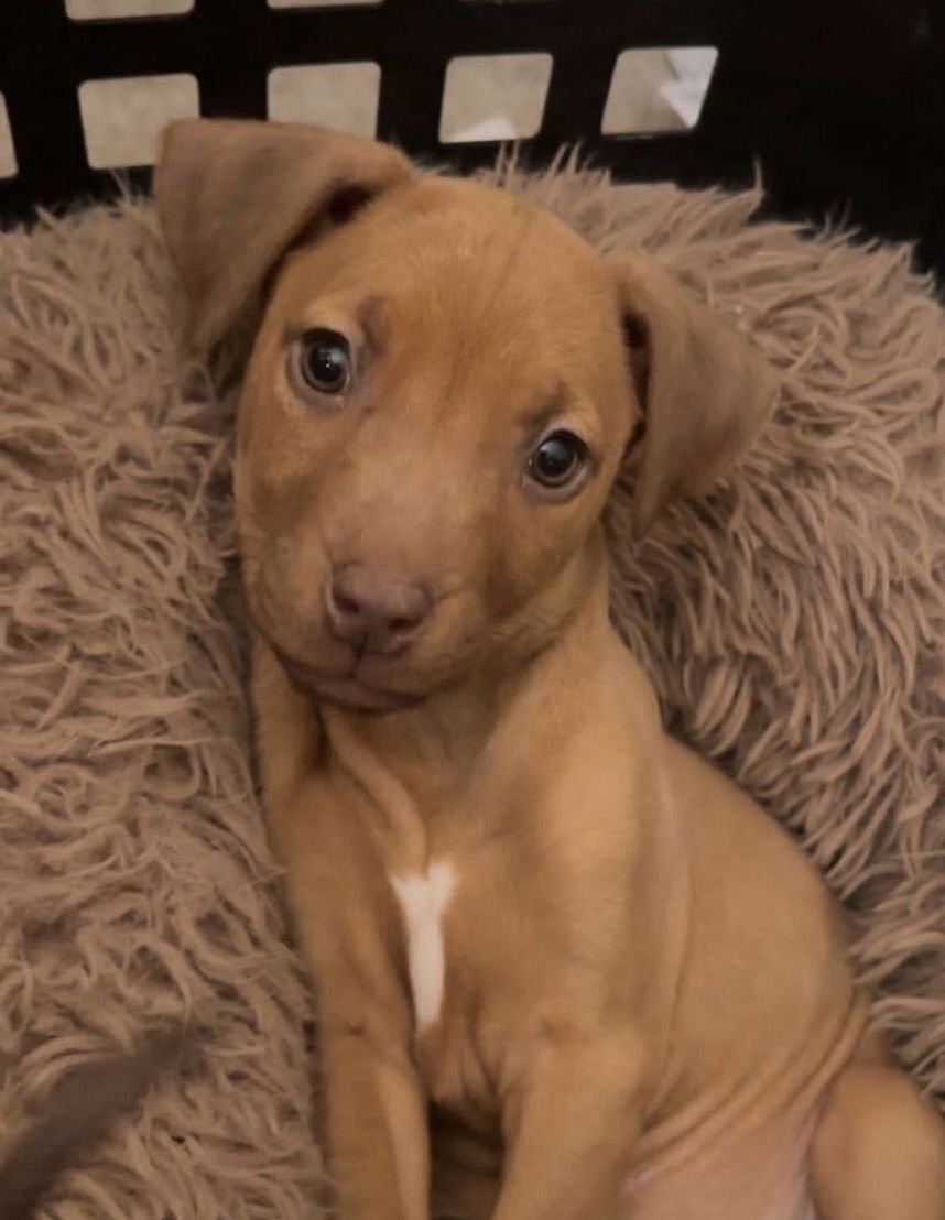 CHICK-A-BOOM - American Pit Bull Terrier available for adoption