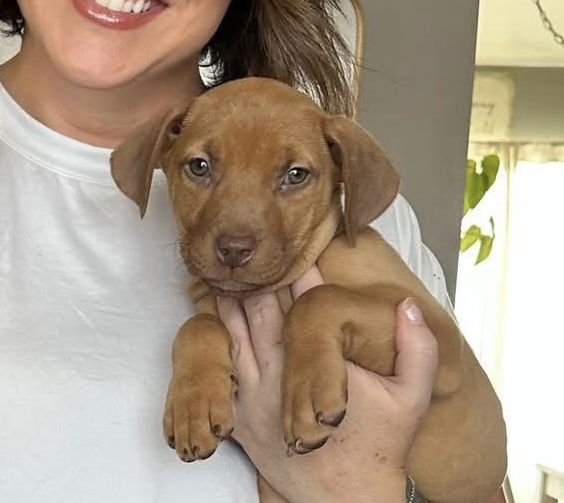 CHICK-A-BOOM - American Pit Bull Terrier available for adoption